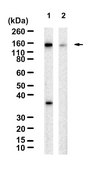 Anti-LATS1 Antibody, clone 1D18 ZooMAb® Rabbit Monoclonal recombinant, expressed in HEK 293 cells