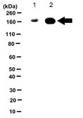 Anti-phospho-HER4 Antibody (Tyr1162) from rabbit, purified by affinity chromatography