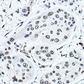 Anti- Twist antibody produced in rabbit