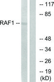 Anti-C-RAF, C-Terminal antibody produced in rabbit affinity isolated antibody