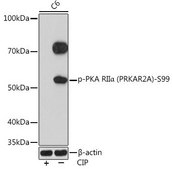 Anti-Phospho-PKA RIIα (PRKAR2A)-S99 antibody produced in rabbit