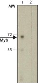 Monoclonal Anti-Myb antibody from mouse clone MB-8, purified immunoglobulin