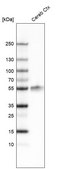 Monoclonal Anti-LHX2 antibody produced in mouse Prestige Antibodies® Powered by Atlas Antibodies, clone CL6137, purified immunoglobulin, buffered aqueous glycerol solution