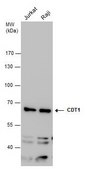 Anti-CDT1 antibody produced in rabbit affinity isolated antibody, buffered aqueous solution