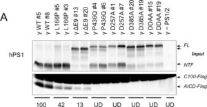 抗早老素1抗体（NT，克隆hPS1-NT） culture supernatant, clone hPS1-NT, Chemicon®
