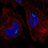 Anti-RORC antibody produced in rabbit Prestige Antibodies® Powered by Atlas Antibodies, affinity isolated antibody
