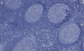 Anti-Cyclin A2 Antibody, clone 2K11 ZooMAb® Rabbit Monoclonal recombinant, expressed in HEK 293 cells