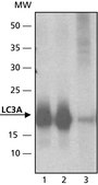 Anti-LC3A antibody produced in rabbit ~1 mg/mL, affinity isolated antibody, buffered aqueous solution