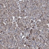 Anti-RECQL antibody produced in rabbit Prestige Antibodies® Powered by Atlas Antibodies, affinity isolated antibody, buffered aqueous glycerol solution