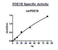 PDE1B active rat recombinant, expressed in baculovirus infected Sf9 cells, ≥70% (SDS-PAGE)