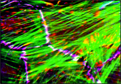 Anti-Pan Cadherin antibody produced in rabbit whole antiserum