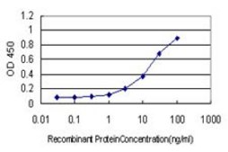 Monoclonal Anti-ATR antibody produced in mouse clone 3F2, purified immunoglobulin, buffered aqueous solution
