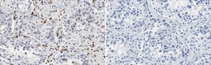 Anti-PRRX1 Antibody, clone 1L16 ZooMAb® Rabbit Monoclonal recombinant, expressed in HEK 293 cells