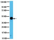 Anti-GSK-3b Antibody, a.a. 335-349 from rabbit, purified by affinity chromatography