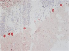 Anti-Calbindin-D-28K antibody, Mouse monoclonal clone CB-955, purified from hybridoma cell culture