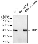 Anti-HRH3 antibody produced in rabbit