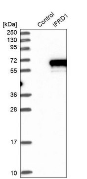 Anti-IFRD1 antibody produced in rabbit Prestige Antibodies® Powered by Atlas Antibodies, affinity isolated antibody, buffered aqueous glycerol solution