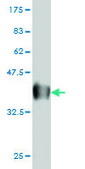 Monoclonal Anti-TCF7 antibody produced in mouse clone 1D2, purified immunoglobulin, buffered aqueous solution