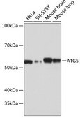 Anti- ATG5 antibody produced in rabbit