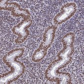 Monoclonal Anti-CTCF antibody produced in mouse Prestige Antibodies® Powered by Atlas Antibodies, clone CL0304, purified immunoglobulin, buffered aqueous glycerol solution