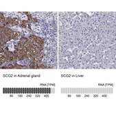 Anti-SCG2 antibody produced in rabbit Prestige Antibodies® Powered by Atlas Antibodies, affinity isolated antibody, buffered aqueous glycerol solution