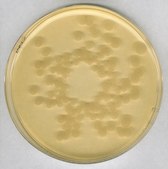 Tryptic Soy Agar - Dehydrated Culture Media NutriSelect® Plus, powder, suitable for microbiology