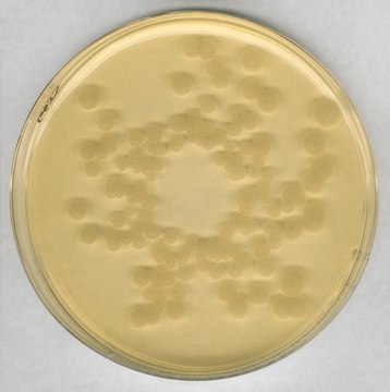 Tryptic Soy Agar - Dehydrated Culture Media GranuCult® prime, EP, USP, JP, ISO 11133, FDA (BAM), granular, suitable for microbiology