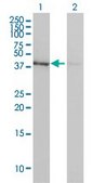 Monoclonal Anti-ACTB antibody produced in mouse clone 3G4-F9, purified immunoglobulin, buffered aqueous solution