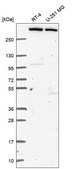 Anti-Kmt2C Antibody Produced In Rabbit Prestige Antibodies® Powered by Atlas Antibodies, affinity isolated antibody, buffered aqueous glycerol solution
