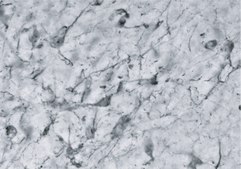 抗-MCH 兔抗 IgG fraction of antiserum, buffered aqueous solution