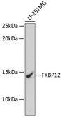 Anti-FKBP12 antibody produced in rabbit