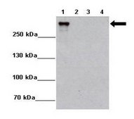 Anti-DMBT1 antibody produced in rabbit affinity isolated antibody