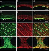 抗神经丝L抗体 serum, Chemicon®