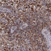 Anti-FLOT2 antibody produced in rabbit Prestige Antibodies® Powered by Atlas Antibodies, affinity isolated antibody, buffered aqueous glycerol solution