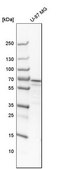 Anti-DPYSL2 antibody produced in rabbit Prestige Antibodies® Powered by Atlas Antibodies, affinity isolated antibody, buffered aqueous glycerol solution