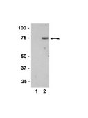 Anti-phospho-MKK7/SKK4 (Thr275/Ser277) Antibody Upstate®, from rabbit