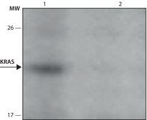 Anti-KRAS antibody, Mouse monoclonal clone KRAS-A582, purified from hybridoma cell culture
