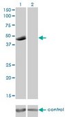 Monoclonal Anti-P2RX5 antibody produced in mouse clone 1C5, purified immunoglobulin, buffered aqueous solution