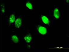 Monoclonal Anti-IFI16 antibody produced in mouse clone 2E3, purified immunoglobulin, buffered aqueous solution