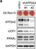 Anti-UCP-1 antibody produced in rabbit affinity isolated antibody, buffered aqueous solution