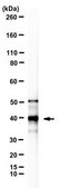 Anti-AUF1 Antibody, clone 5B9