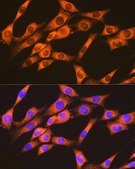 Anti-RAP1A + RAP1B Antibody, clone 6C7G0, Rabbit Monoclonal