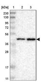 Anti-PRMT2 antibody produced in rabbit Prestige Antibodies® Powered by Atlas Antibodies, affinity isolated antibody, buffered aqueous glycerol solution