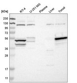 Anti-STK17A antibody produced in rabbit Prestige Antibodies® Powered by Atlas Antibodies, affinity isolated antibody