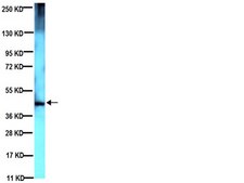 抗-脊髓小脑共济失调3型抗体，克隆1H9 ascites fluid, clone 1H9, Chemicon®