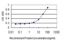 Monoclonal Anti-MEF2A antibody produced in mouse clone 3F6, purified immunoglobulin, buffered aqueous solution