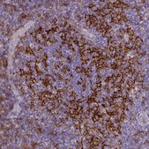 Monoclonal Anti-CD40 antibody produced in mouse Prestige Antibodies® Powered by Atlas Antibodies, clone CL1673, purified immunoglobulin, buffered aqueous glycerol solution