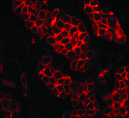 抗 层粘连蛋白抗体，小鼠单克隆 clone LAM-89, purified from hybridoma cell culture
