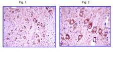 Anti-Lhx2 Antibody from rabbit, purified by affinity chromatography