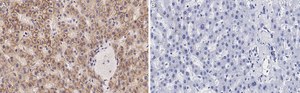 Anti-N-Cadherin Antibody, clone 3H17 ZooMAb® Rabbit Monoclonal recombinant, expressed in HEK 293 cells